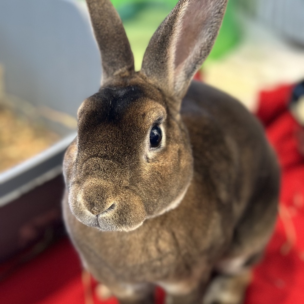 Hershey2 Brown lionhead rabbit