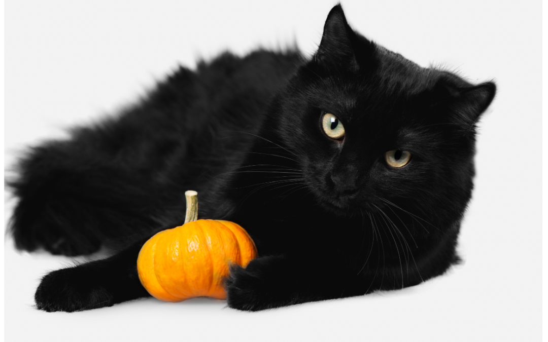 Keeping Pets Safe on Halloween
