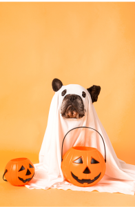 Keeping Pets Safe on Halloween - Keeping Pets Safe on Halloween